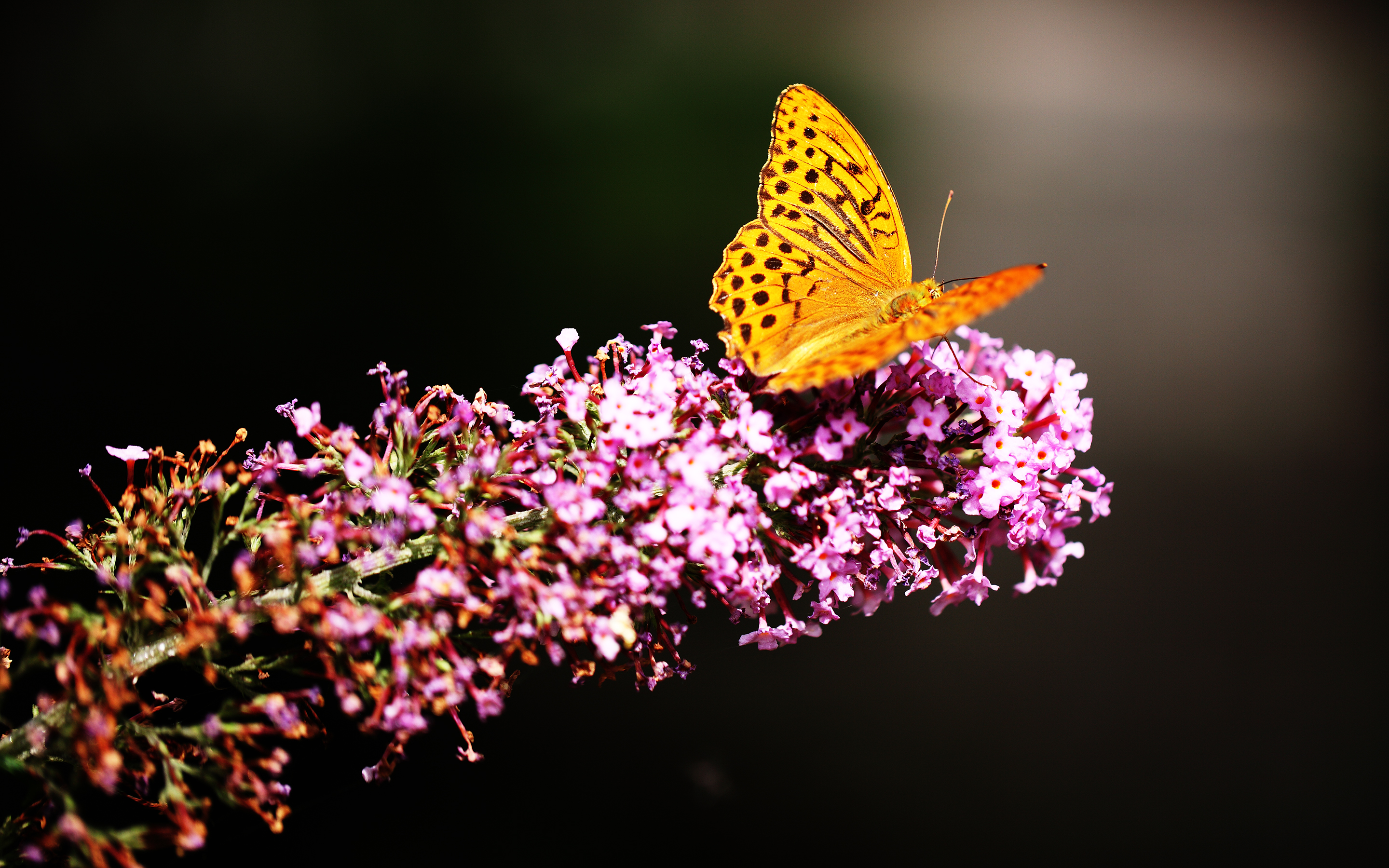 Butterfly in Botanic Garden3469515243